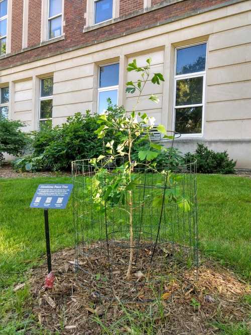 Ginkgo tree surounded by anti-rabbit fence next to informational plaque in front of school building
